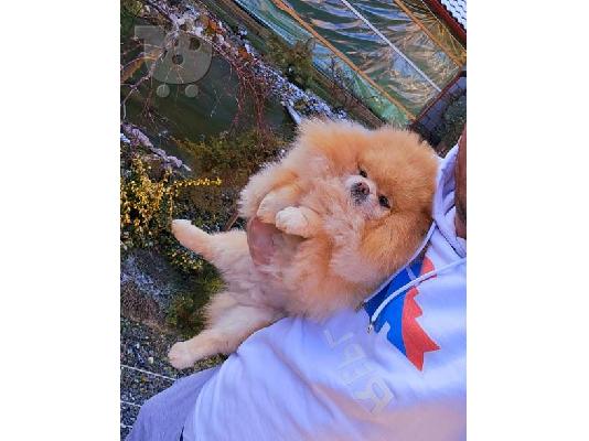 Τέλειο θηλυκό Pomeranian